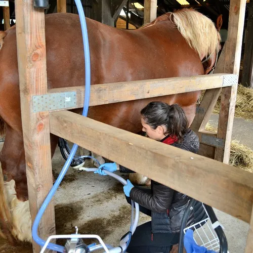 Jumenterie de Cornouaille